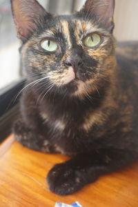 Portrait of cat sitting on table