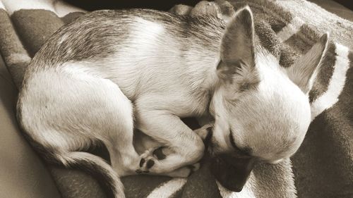 Close-up of puppy sleeping