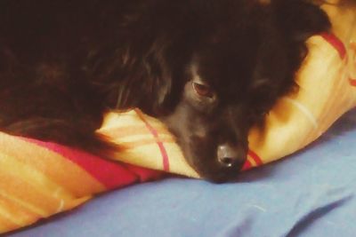 Close-up of dog sleeping on bed