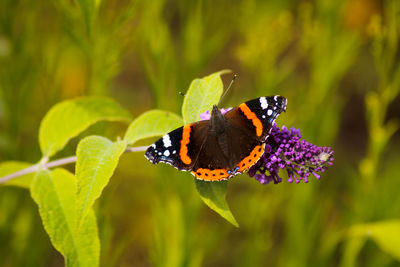 Close-up of butterfly pollinating on flower