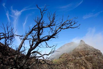 Low angle view of bare tree against sky, madeira, portugal