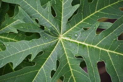 Full frame shot of leaves