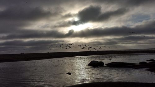 Silhouette birds flying over sea against dramatic sky