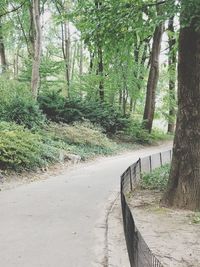 Road amidst trees in forest