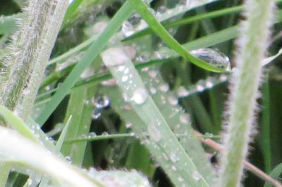 Close-up of fresh green plant