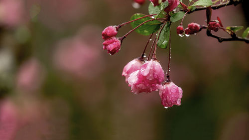 Close-up of pink flowering plant