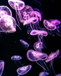 Close-up of jellyfish swimming in water