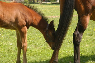 Horses in a field