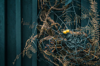 Close-up of birds on metal wall