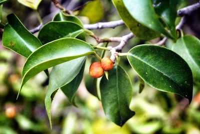 Close-up of plant