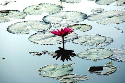 Close-up of flowering water lily floating on water