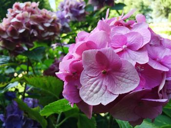 Close-up of pink flowers