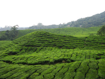 High angle view of tea plantations