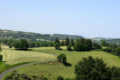 Scenic view of field against clear sky