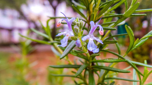 Close-up of purple flowering plant