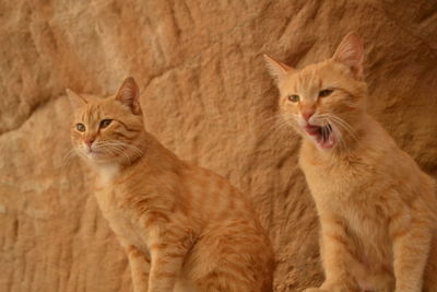 Portrait of ginger cat