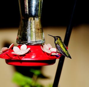 hummingbird