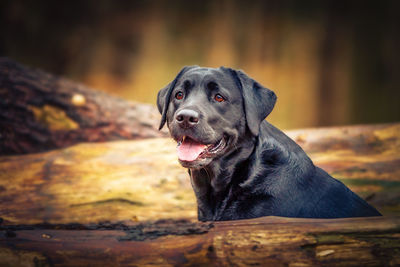 Close-up of a dog looking away