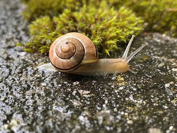 Close-up of snail