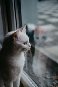 Cat looking through window