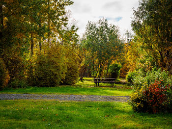 Trees in park during autumn