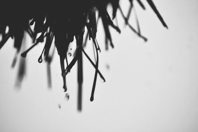 Close-up of clothes hanging on white background