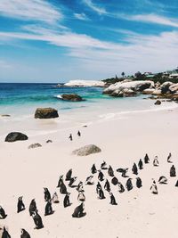 Penguin at the beach in south africa 