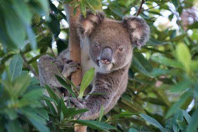 Portrait of squirrel on tree