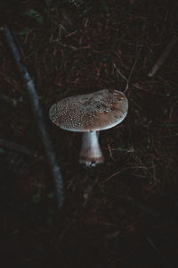 Close-up of mushroom on field