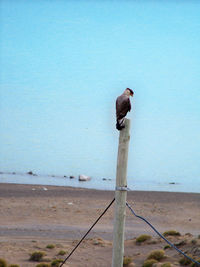 Bird perching on beach against clear sky