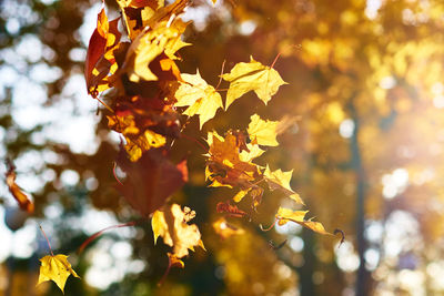 Close-up of yellow maple leaves on tree