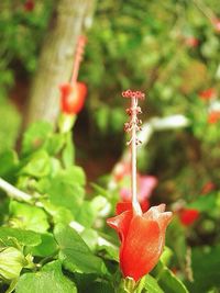 Close-up of red flowers