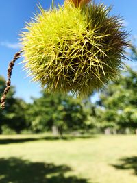 Close-up of flower tree against sky