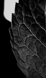 Close-up of leaf against black background