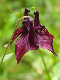 Close-up of purple flower
