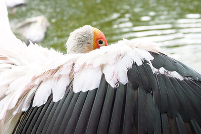 Close-up of bird perching outdoors