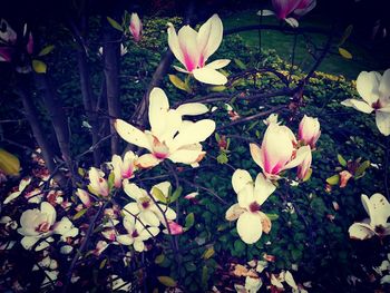 Close-up of flowers blooming outdoors