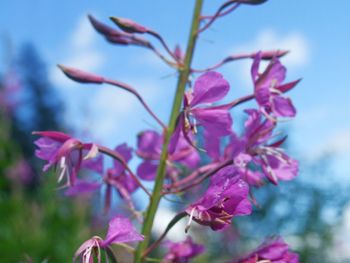 Close-up of pink flowers