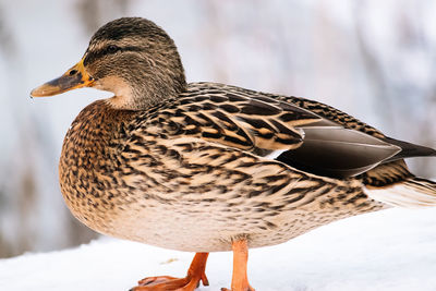 Close-up of a duck