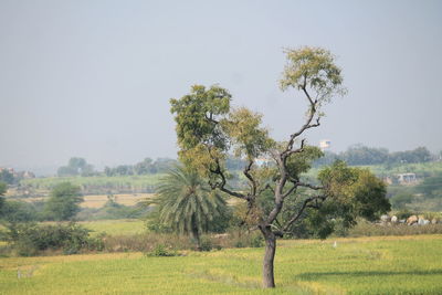 Tree on field against clear sky