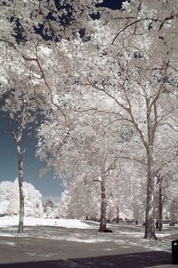 Cherry trees in park during winter