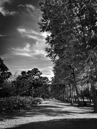 Road amidst trees in park against sky