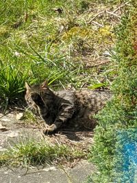 High angle view of a cat on grass