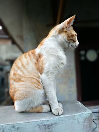 Close-up of a cat looking away