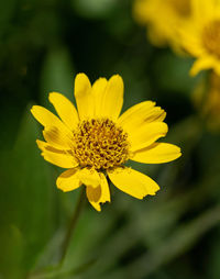 Close-up of yellow flowering plant