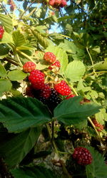 Close-up of strawberries on tree