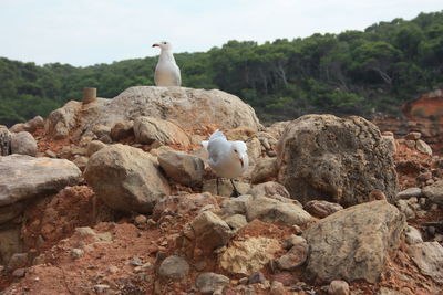 Seagulls perching on rock