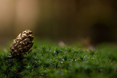 Close-up of pine cone on field