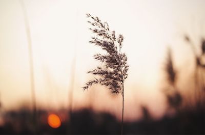 Close-up of silhouette plant against sky at sunset