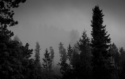 Low angle view of pine trees against sky